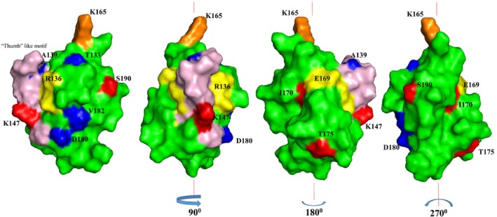 PMC11926652 – pld370057-fig-0011