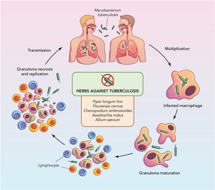 PMC11634825 – ptr8334-fig-0004