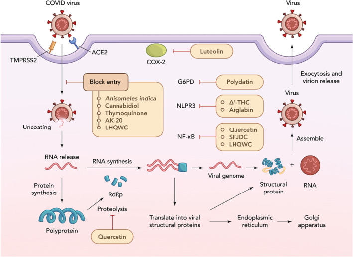 PMC11634825 – ptr8334-fig-0003