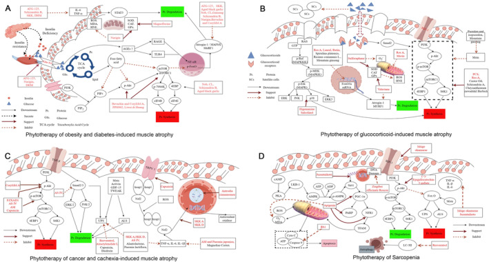 PMC11832362 – ptr8420-fig-0003
