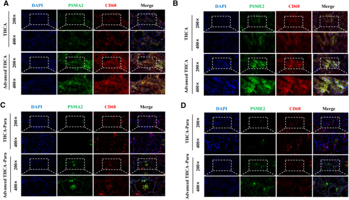 PMC12087399 – smmd70009-fig-0007
