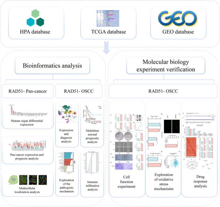 PMC12680491 – syb270048-fig-0001