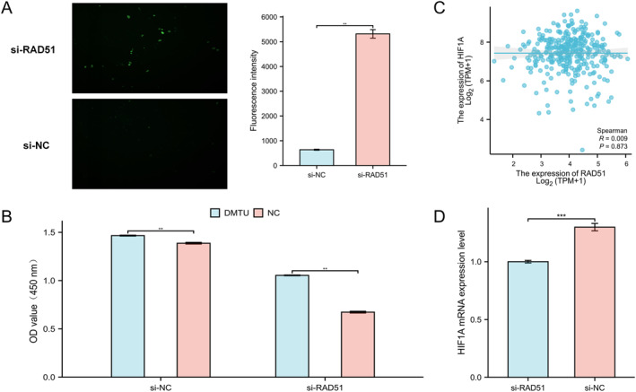 PMC12680491 – syb270048-fig-0010