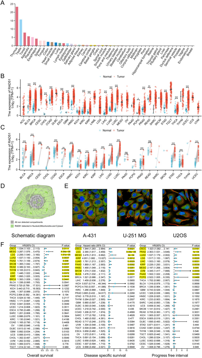 PMC12680491 – syb270048-fig-0002