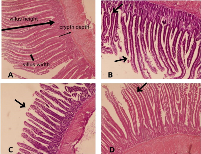 PMC11188954 – F0001