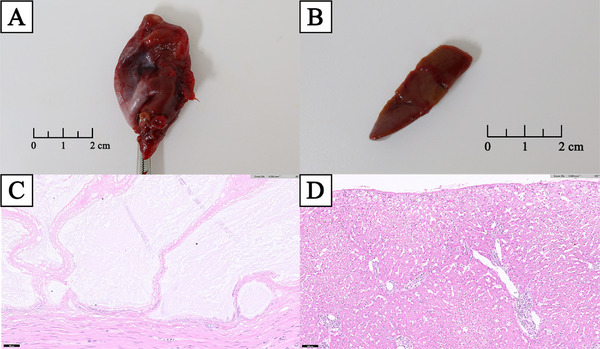 PMC12141918 – vms370430-fig-0003