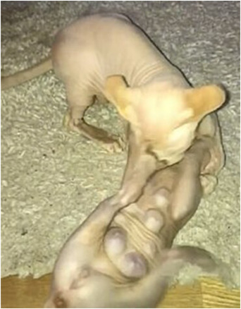 PMC9614385 – vro248-fig-0003