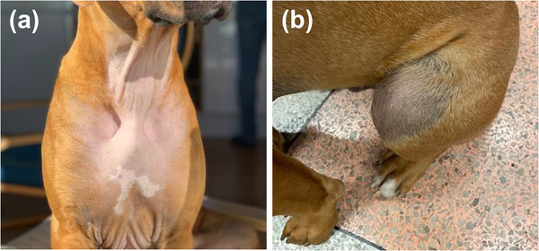 PMC9614385 – vro248-fig-0001
