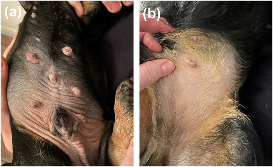 PMC9614385 – vro248-fig-0002