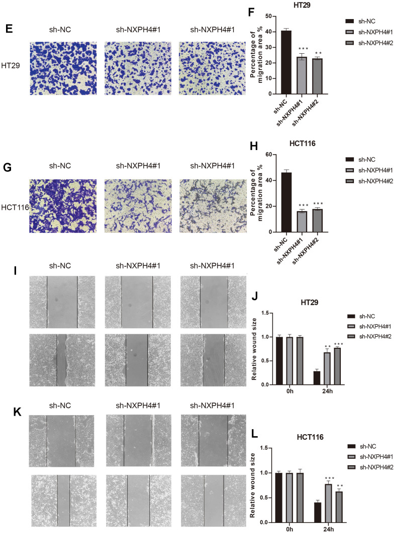 PMC11042927 – f10b