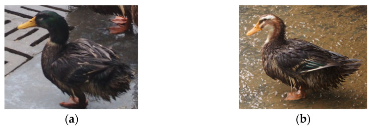 PMC9104448 – animals-12-01177-f001