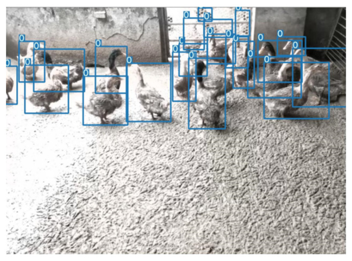 PMC9104448 – animals-12-01177-f011