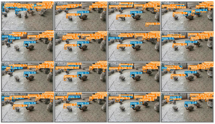 PMC9104448 – animals-12-01177-f016