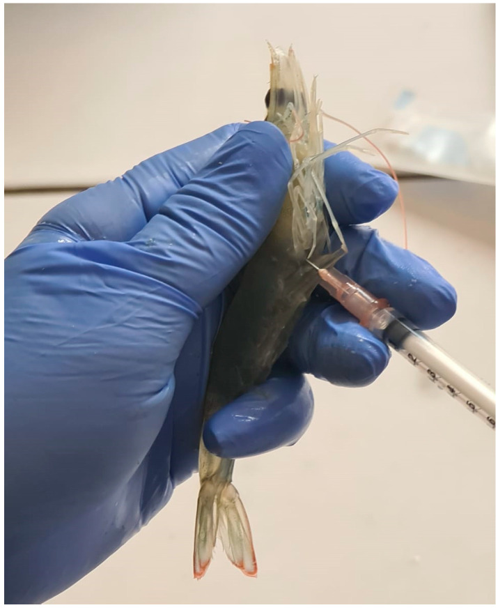 PMC9404417 – animals-12-02036-f001