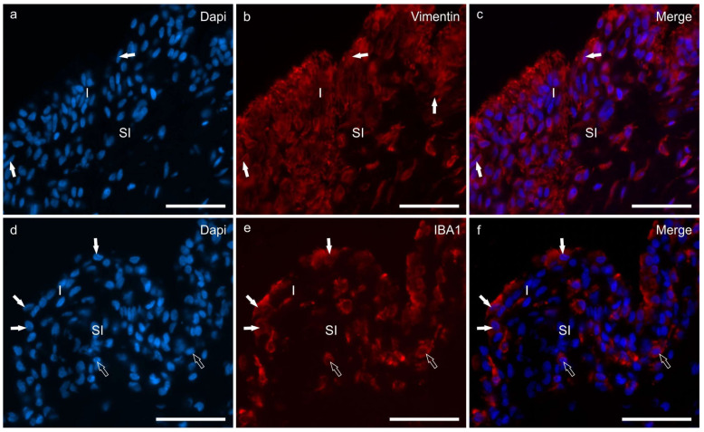 PMC10525782 – animals-13-02833-f002