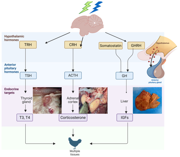 PMC12607636 – animals-15-03209-f001