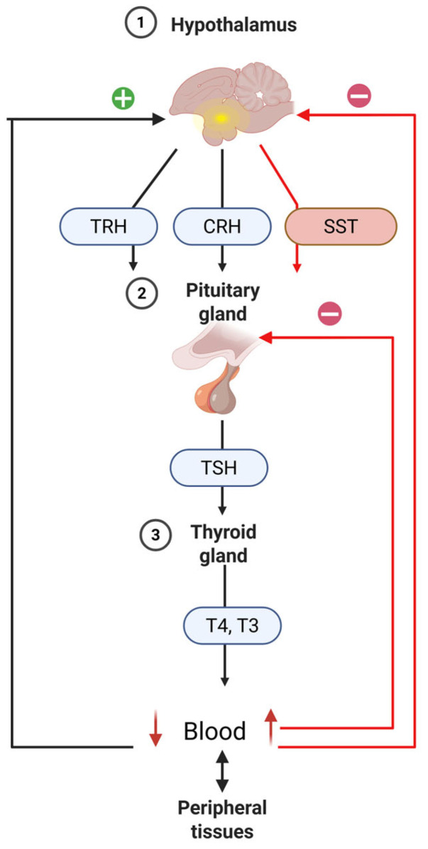 PMC12607636 – animals-15-03209-f004