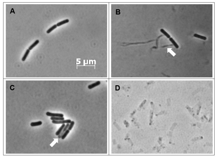 PMC7460474 – antibiotics-09-00523-f004