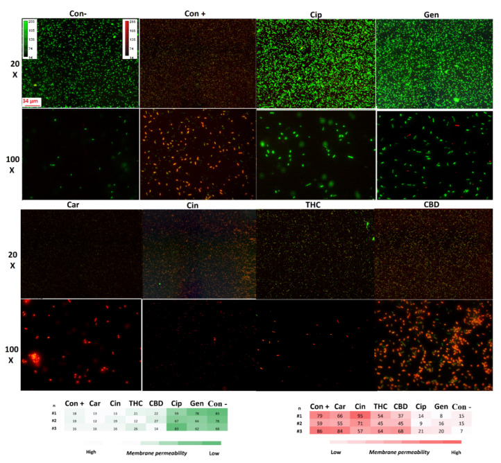 PMC9404727 – antibiotics-11-01099-f003