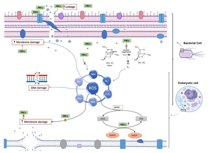 PMC9404727 – antibiotics-11-01099-f008