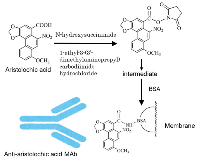 PMC11348259 – antibodies-13-00060-f003