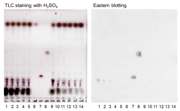 PMC11348259 – antibodies-13-00060-f004