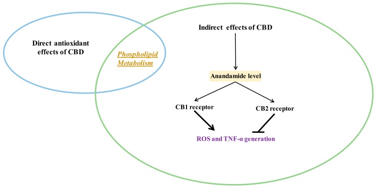 PMC7023045 – antioxidants-09-00021-f003