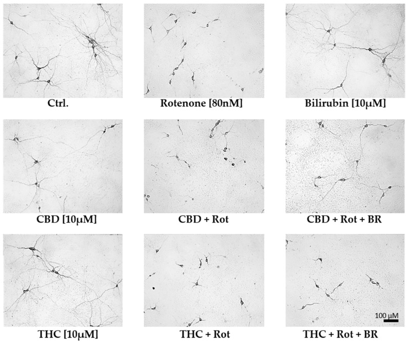PMC7070382 – antioxidants-09-00135-f005
