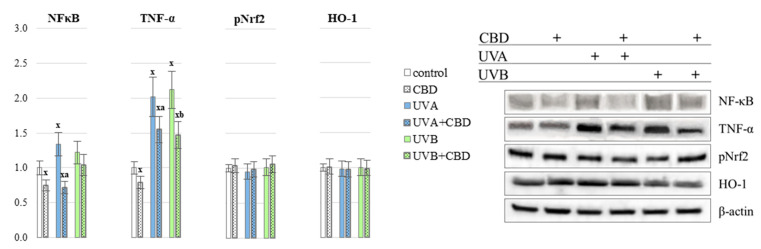 PMC8224002 – antioxidants-10-00821-f006