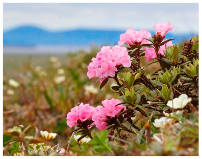 PMC8227344 – antioxidants-10-00863-f001