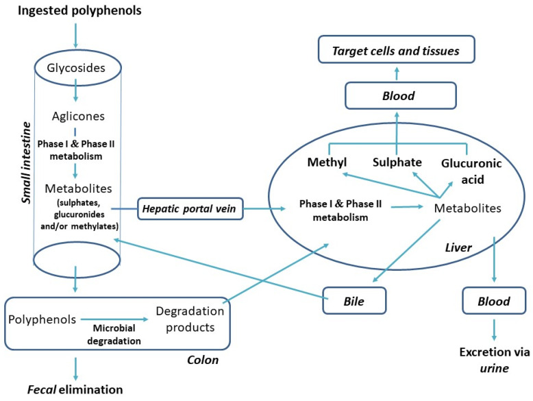 PMC8772735 – antioxidants-11-00150-f003