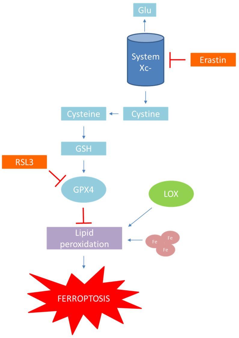 PMC8772735 – antioxidants-11-00150-f004