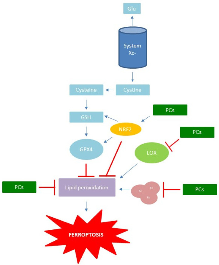 PMC8772735 – antioxidants-11-00150-f005