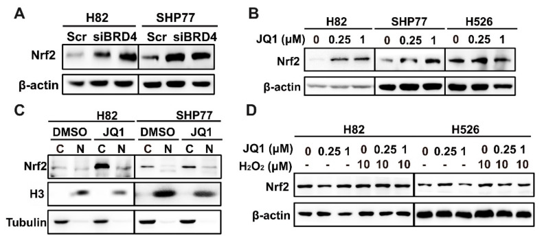PMC9029261 – antioxidants-11-00661-f004