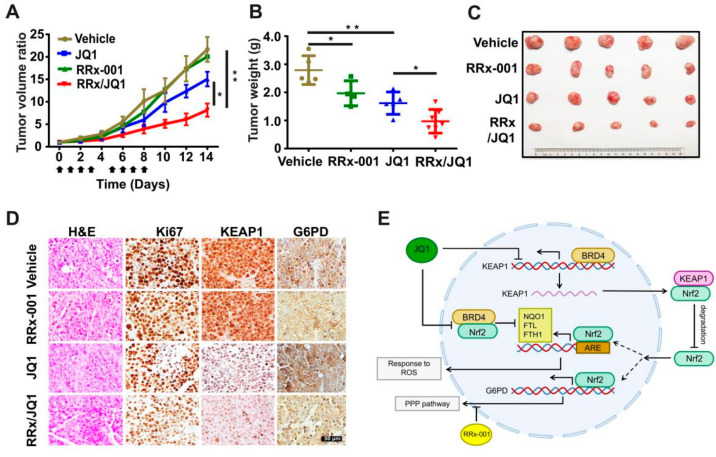 PMC9029261 – antioxidants-11-00661-f006