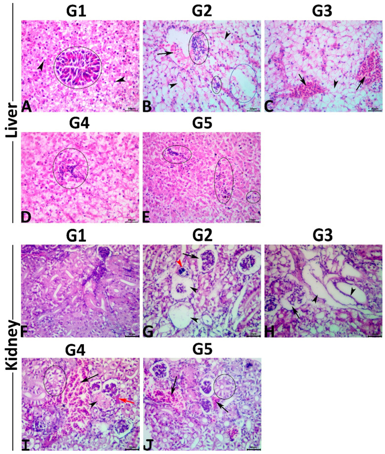 PMC9219678 – antioxidants-11-01185-f001