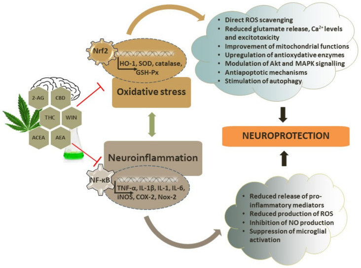 PMC9598923 – antioxidants-11-02049-f002