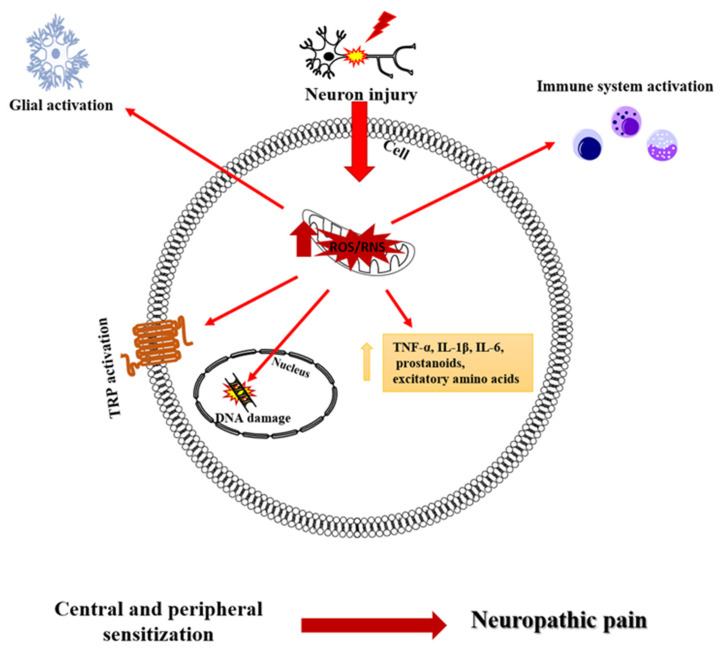 PMC9774415 – antioxidants-11-02361-f001