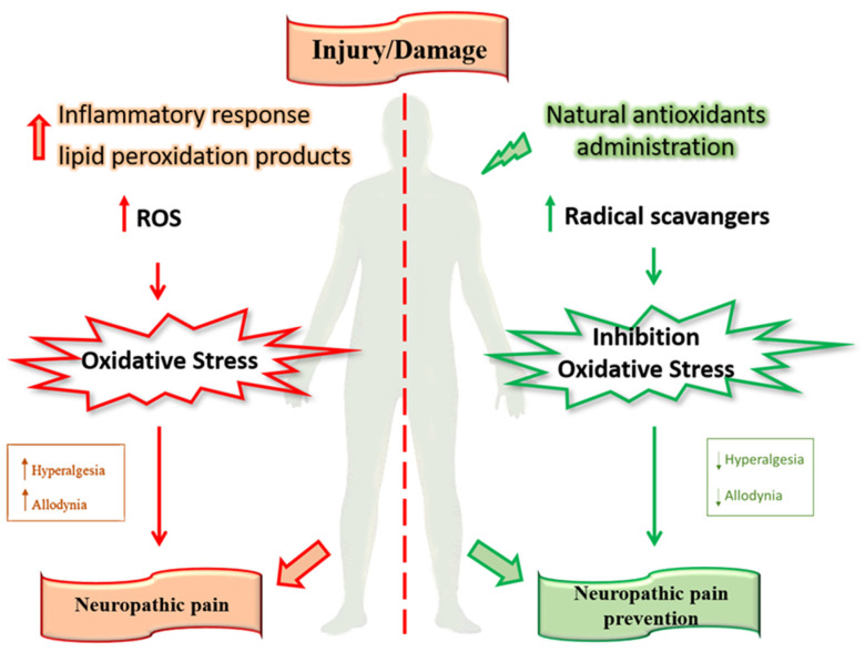 PMC9774415 – antioxidants-11-02361-f002