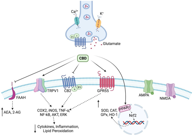 PMC9952814 – antioxidants-12-00485-f001
