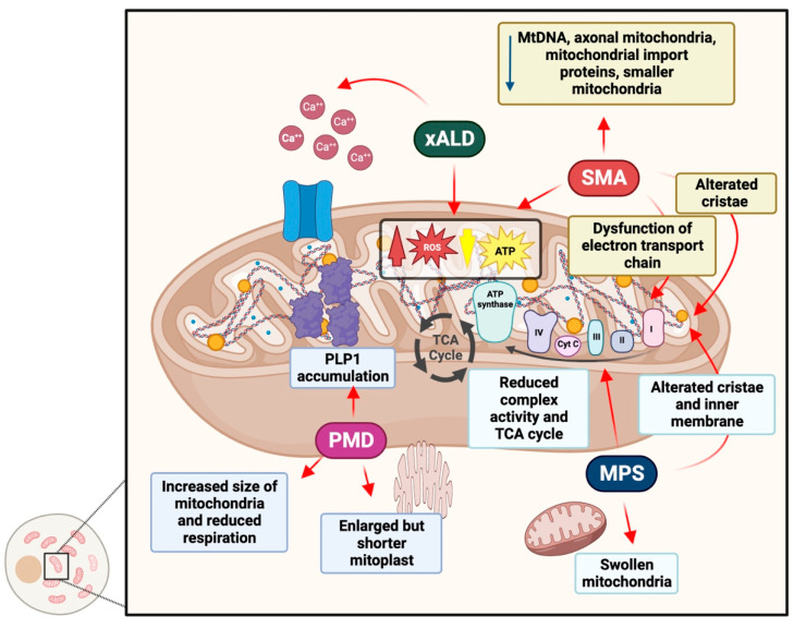 PMC10135575 – antioxidants-12-00965-f002