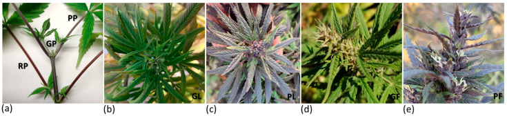 PMC10376404 – antioxidants-12-01393-f001