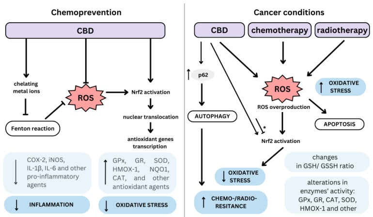 PMC10740807 – antioxidants-12-02052-f002