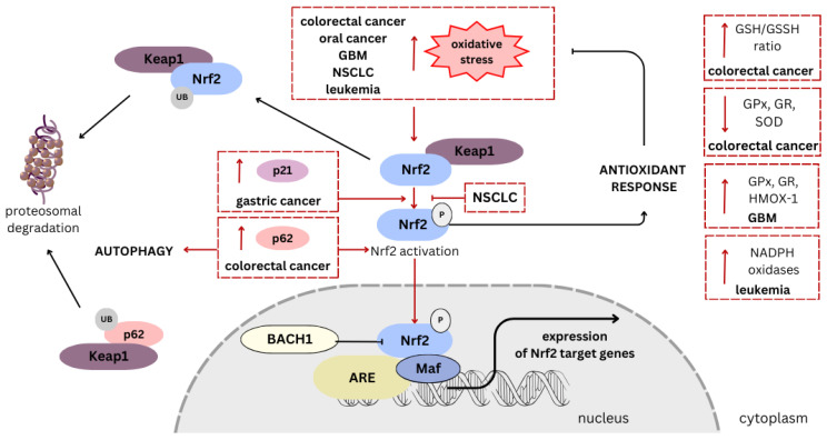 PMC10740807 – antioxidants-12-02052-f003