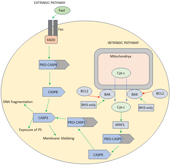 PMC10968245 – antioxidants-13-00334-f001