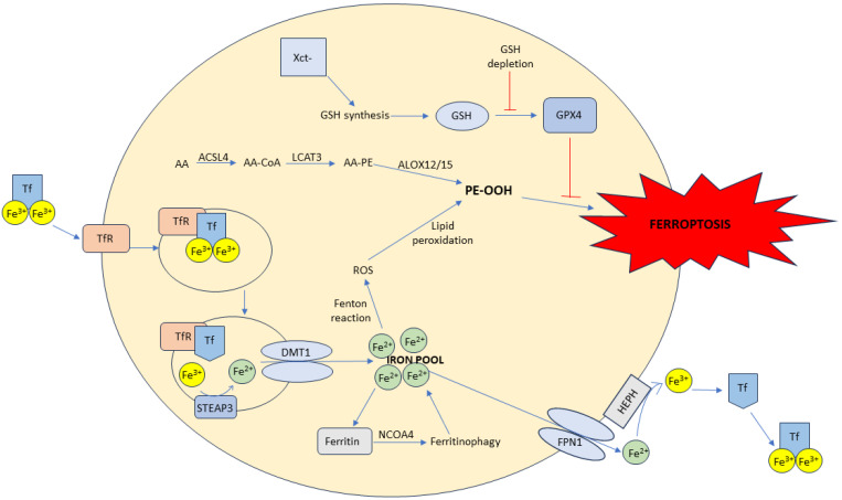 PMC10968245 – antioxidants-13-00334-f003