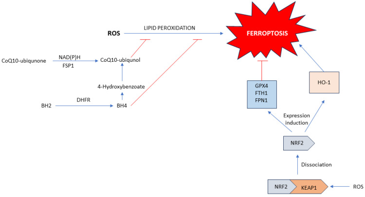 PMC10968245 – antioxidants-13-00334-f004