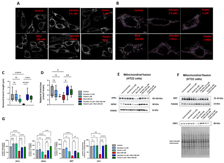 PMC11047672 – antioxidants-13-00460-f005