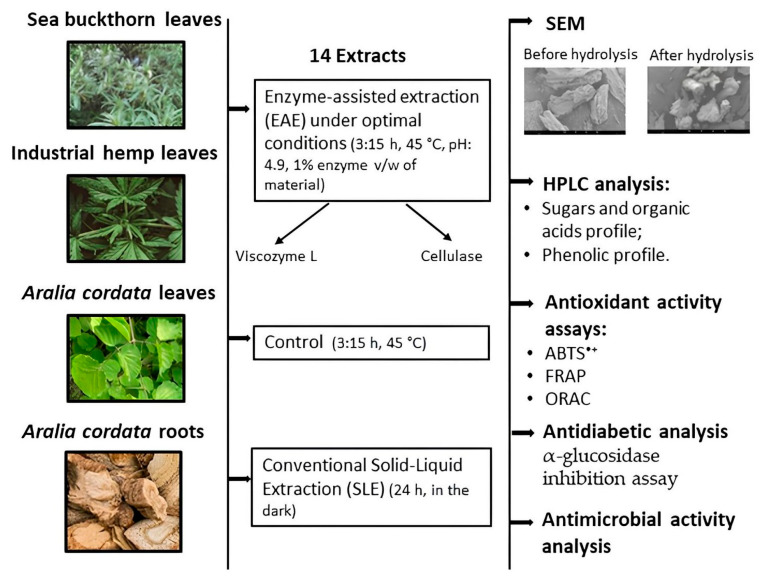 PMC11351958 – antioxidants-13-00950-f001