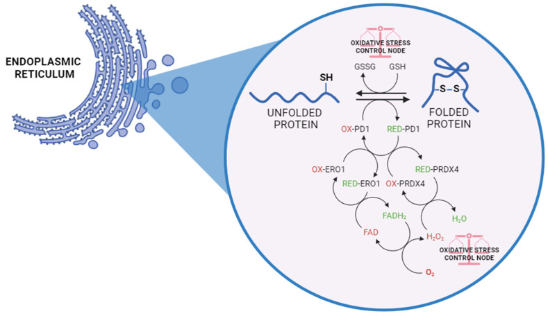PMC11591047 – antioxidants-13-01284-f001